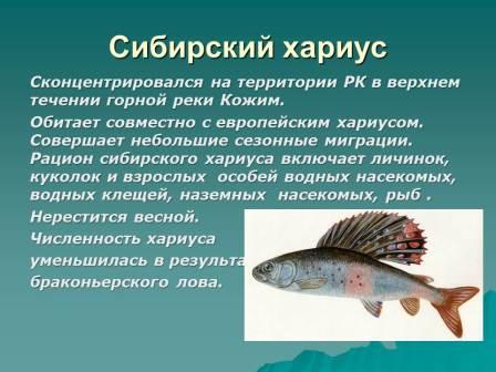 Красная Книга России Рыбы Фото